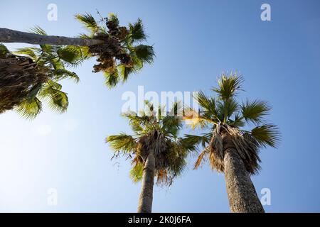 alte palme contro il cielo blu Foto Stock