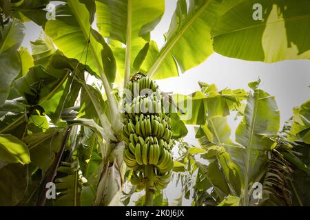 mazzo di banane verdi in una piantagione Foto Stock