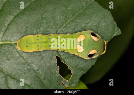 Un maestro di mimicry, una larva di Spicebush Butterfly (Papilio troilus) evita la predazione assomigliando ad un serpente - Grand Bend, Ontario, Canada Foto Stock