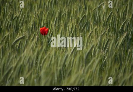 Un papavero rosso che ondola nel campo in campo di mais verde Foto Stock
