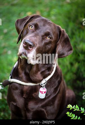 Ritratto di un bel labrador Retriever cioccolato marrone nel giardino estivo. Concetto PET. Messa a fuoco selettiva. Foto Stock