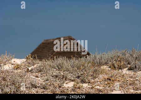 Erba e sabbia, spiaggia di Maimoni, Penisola del Sinis, Sardegna, Italia Foto Stock