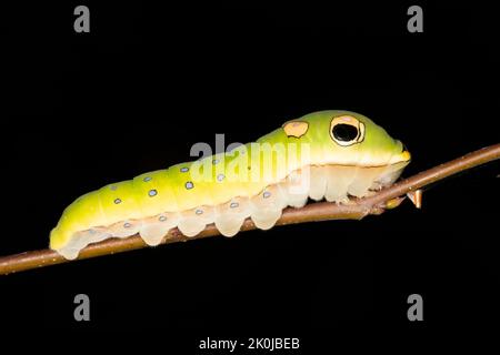 Un maestro di mimicry, una larva di Spicebush Butterfly (Papilio troilus) evita la predazione assomigliando ad un serpente - Grand Bend, Ontario, Canada Foto Stock