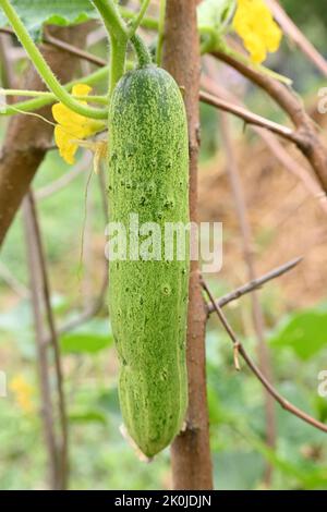 Un primo piano verticale di un cetriolo maturo verde appeso alla vite. Foto Stock
