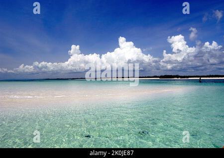 Parco marino, Malindi, Kenya, Africa Foto Stock