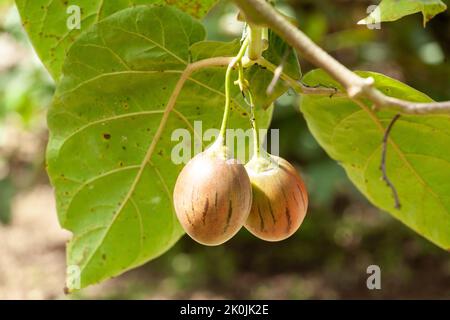 Albero pomodoro tamarillo frutta esotica - Solanum betaceum Foto Stock