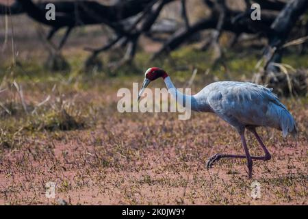 Un Sarus Crane isolato (Grus antigone) è un uccello non migratorio , preso nel parco nazionale di Keoladeo o bharatpur Foto Stock