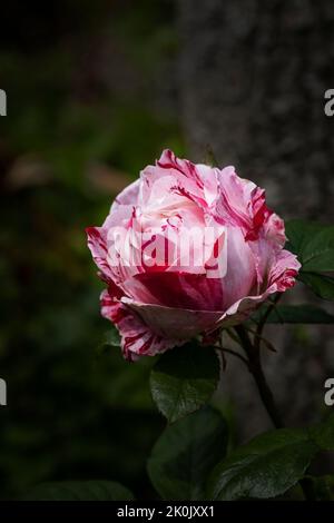 Rosa Scentimental. Una fioribunda a strisce rosse e bianche è cresciuta in un giardino a Newquay in Cornovaglia nel Regno Unito. Foto Stock