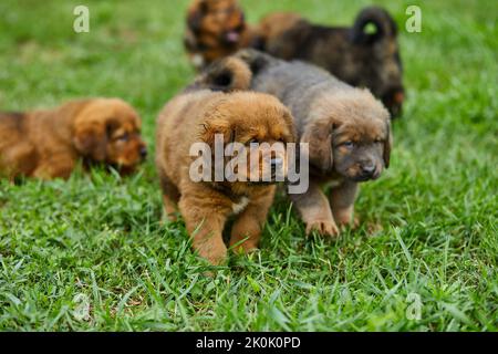 Little puppys Terranova, che corre intorno, giocando nel parco estivo su erba verde all'aperto. Foto Stock