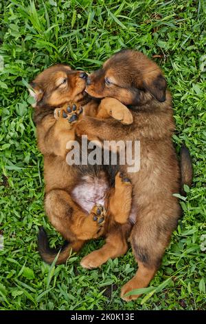 Little puppys Terranova, che corre intorno, giocando nel parco estivo su erba verde all'aperto. Foto Stock