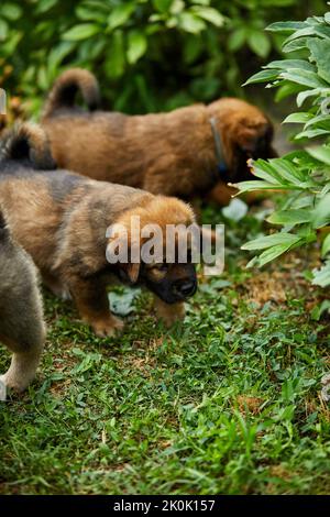 Little puppys Terranova, che corre intorno, giocando nel parco estivo su erba verde all'aperto. Foto Stock