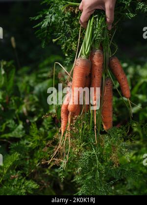 Una donna che tiene in mano carote biologiche appena raccolte. Primo piano. Foto Stock