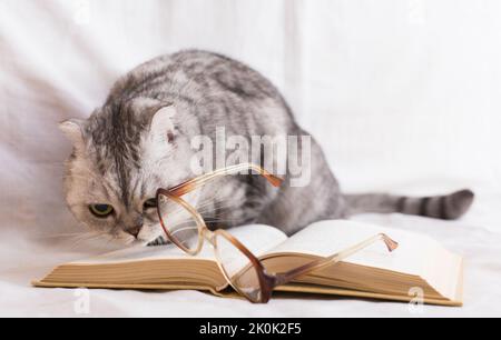 Gatto curioso giocare con gli occhiali che giacciono su libro aperto Foto Stock