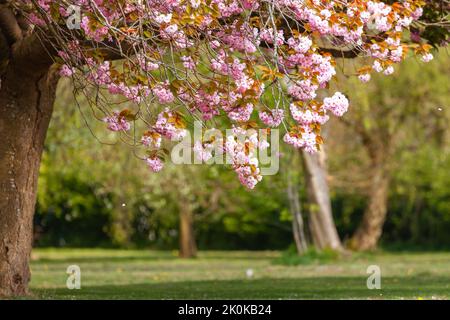 Splendido albero di ciliegio rosa fiorito in primavera appeso ad un albero con una vista sotto l'albero a parco con spazio per il testo Foto Stock