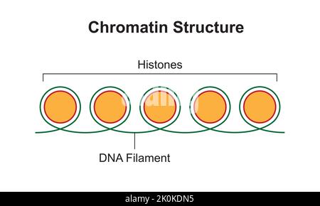 Progettazione scientifica della struttura cromatinica. Il filamento di DNA e gli istoni. Simboli colorati. Illustrazione vettoriale. Illustrazione Vettoriale