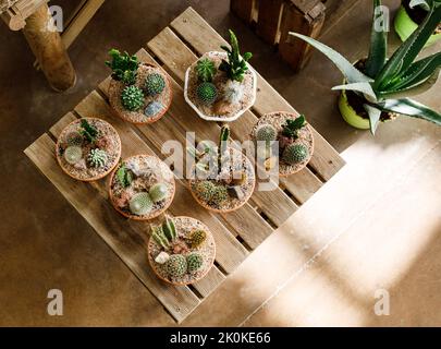 Da sopra pentole con piccoli cactus crescente messo su tavola di legno in serra leggera Foto Stock