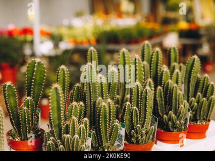 Closeup cactus verdi con spine affilate che crescono in pentole in casa Foto Stock