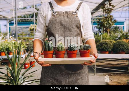 Raccolto giardiniere femmina in grembiule che tiene in mani vassoio di legno con cactus in vaso vari mentre si trova in piedi in orangeria Foto Stock