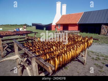 DANIMARCA Bornholm pesce affumicato direttamente dal fumo ai piatti del pranzo turistico Foto Stock