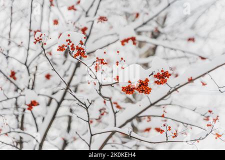 Bacche di Sorbus rosso brillante su rami di albero coperti di neve lussureggiante Foto Stock