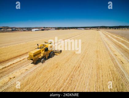 Vista aerea di un potente veicolo giallo veloce che lavora sul campo coltivando il raccolto di grano Foto Stock