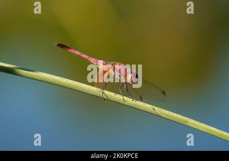 Dropwing viola (Trithemis anulata), maschio, libellula poggiante su un bastone, vicino stagno dell'acqua. Foto Stock