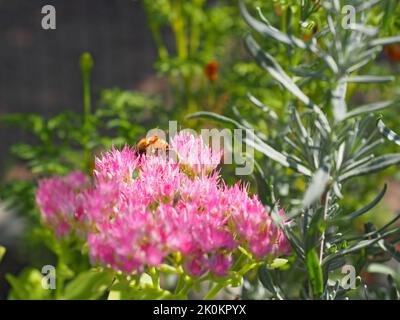 Piccola ape in giardino naturale Foto Stock