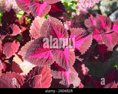 Coloratissimo coleus blumei in giardino Foto Stock