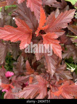 Primo piano di vista all'aperto physocarpus opulifolius piccolo angelo nel giardino nel Regno Unito in estate. Foto Stock