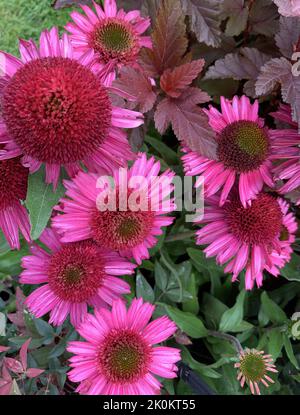 Primo piano dell'erbaceo perenne Echinacea delizioso Candy visto all'aperto nel giardino nel Regno Unito in estate. Foto Stock