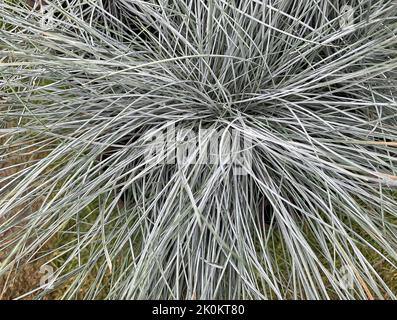 Primo piano dell'erba ornamentale Festuca glauca blu intenso visto all'aperto nel giardino nel Regno Unito in estate. Foto Stock