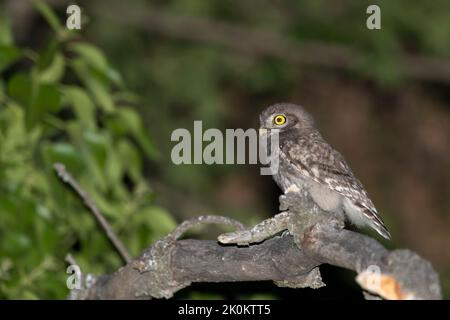 Giovane gufo fotografato di notte in estate Foto Stock