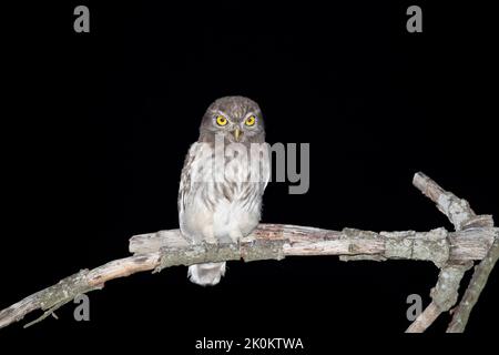 Giovane gufo fotografato di notte in estate Foto Stock