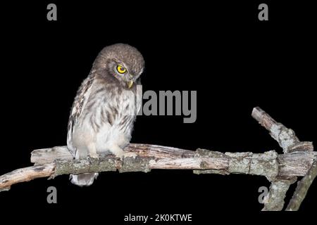 Giovane gufo fotografato di notte in estate Foto Stock