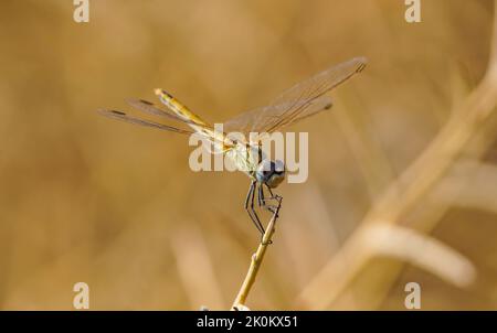 Viola dropwing (Trithemis anulata) ragazza libellula poggiante su un bastone, vicino a stagno d'acqua. Foto Stock