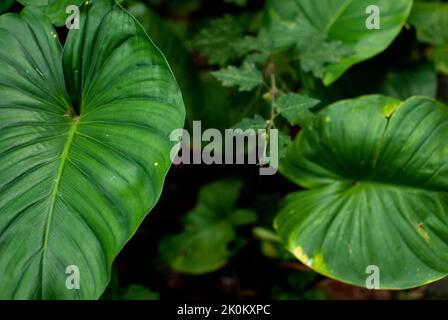 le foglie di taro crescono con altre piante selvatiche nelle foreste tropicali Foto Stock