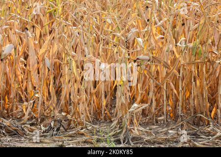 Campo di mais olandese arido e arroccato durante la siccità nell'estate del 2022 Foto Stock