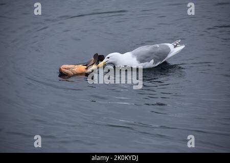 Un gabbiano dalle ali scintillanti che si nutrono di un pesce morto galleggiante nel mare Foto Stock