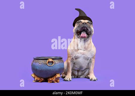 Ridere cane Bulldog francese con cappello di strega in costume di Halloween accanto al calderone su sfondo viola Foto Stock