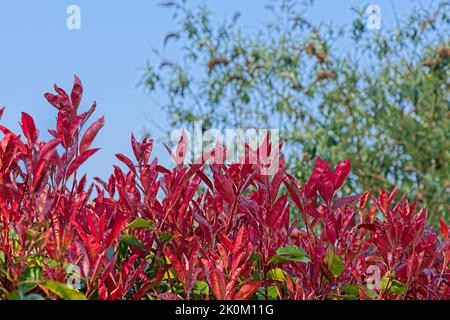 Photinia - robin rosso - siepe Foto Stock