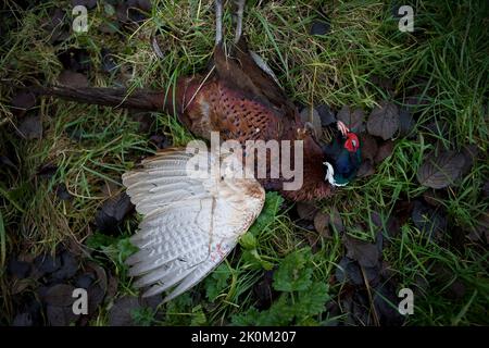 Un fagiano maschio morto con sangue sull'ala tesa, girato durante un tiro di gioco nel Lincolnshire Foto Stock