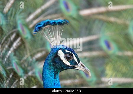 Un primo piano della testa di un bellissimo papero maschio comune che guarda la fotocamera con la coda estesa sullo sfondo Foto Stock