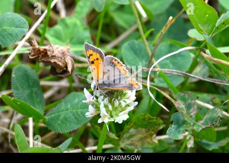 Piccolo rame farfalla nutrimento sulla vista laterale fiore Clover Foto Stock