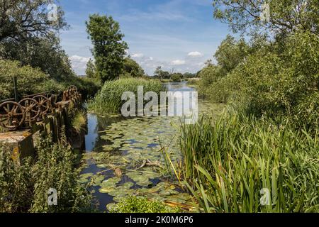 La porta chiusa ruota a Cutt Mill sul fiume Stour vicino a Hinton St Mary in Dorset e a monte di Sturminster Newton Foto Stock