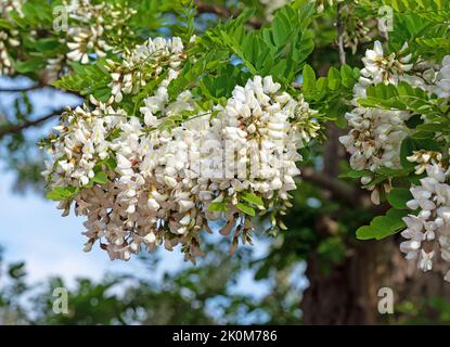 Locusta nera in fiore, Robinia pseudoacacia, in primavera Foto Stock