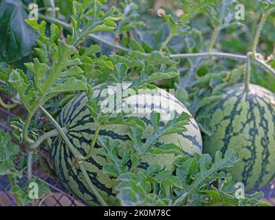 Cocomero, Citrullus lanatus, su un trellis in un giardino Foto Stock