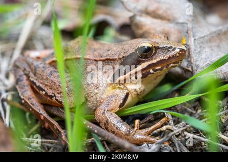 Prato rana Rana temporaria appartenente alla famiglia Ranchidae Foto Stock