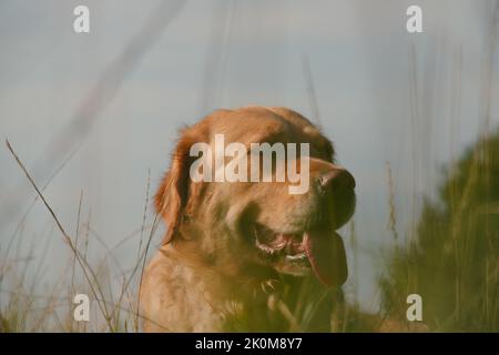 Golden Retriever cane felice di riposarsi nel caldo sole dopo una passeggiata Foto Stock