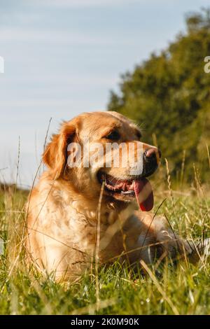 Golden Retriever cane felicemente sdraiato in erba in una calda giornata di sole dopo una passeggiata Foto Stock