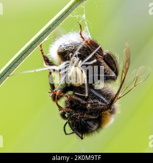 Il ragno dai piedi pettini (Enoplognatha) si nutra su una bomba morta intrappolata nella sua rete, nello Yorkshire, Inghilterra, Regno Unito Foto Stock